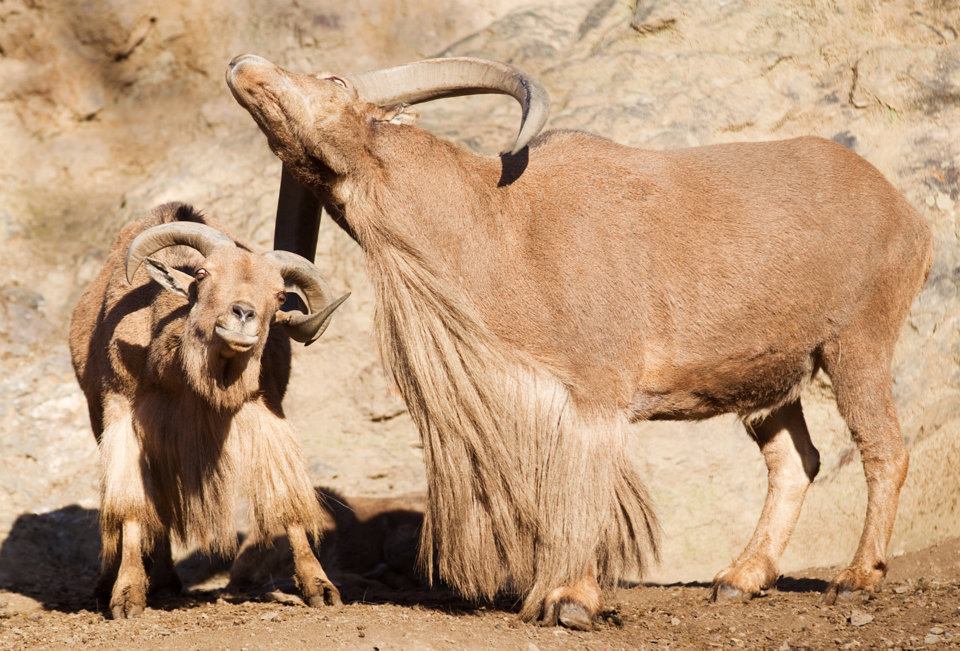 Dospělý pár můžete zahlédnout při vzájemném laškování. Foto: Tomáš Adamec, Zoo Praha.